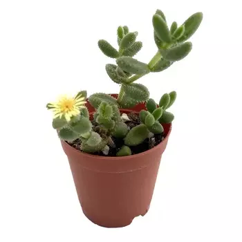 Делосперма El delosperma echin.coop.6/5 tr