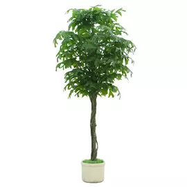 Дерево искусственное Конэко-о зеленое