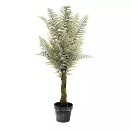 Деревовидный папоротник Конэко-о 100 см
