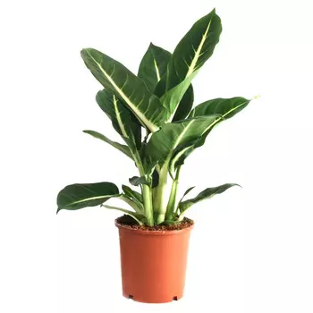 Диффенбахия Orangery dieffenb g.magic 17/55