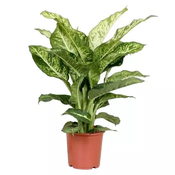 Диффенбахия Orangery dieffenb mars 17/65