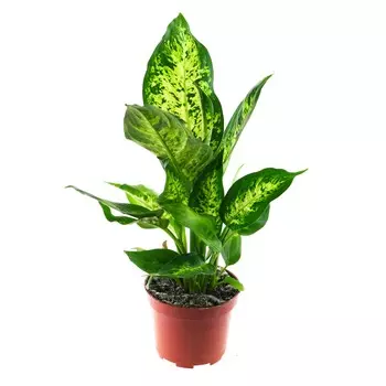 Диффенбахия Orangery dieffenb sublime 17/70