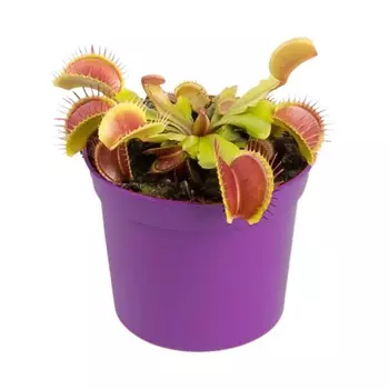 Дионея Orangery dionaea muscipula 9/15