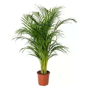 Дипсис Orangery dypsis lutesc 12/40
