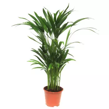 Дипсис Orangery dypsis lutesc 14/45