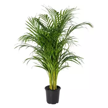 Дипсис Orangery dypsis lutesc 24/150