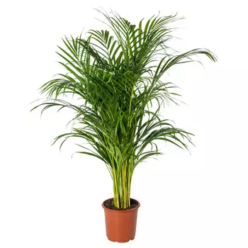 Дипсис Orangery dypsis lutesc 34/180