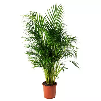 Дипсис Orangery dypsis lutesc 40/220