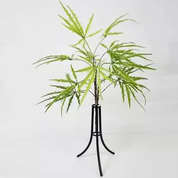 Дизиготека куст Конэко-О зеленый 60 см