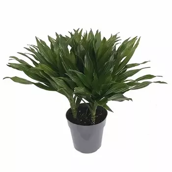 Драцена Orangery drac. Der.greenjewel 17/50