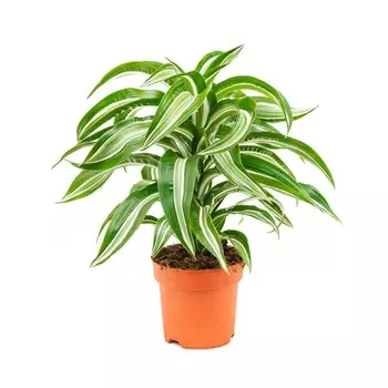 Драцена Orangery drac. Der.jadejewel 17/55