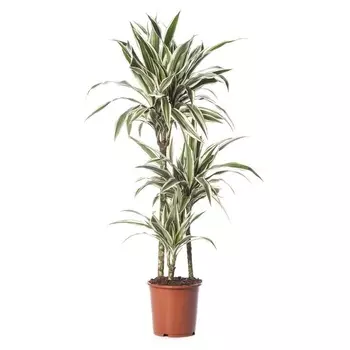 Драцена Orangery drac. Der.white stripe 27/115