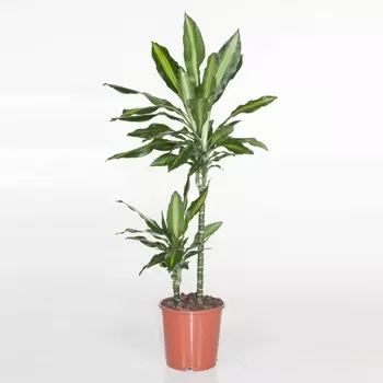 Драцена Orangery drac.fr. Cintho 19/80