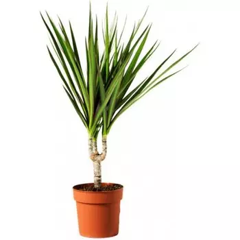 Драцена Orangery drac.fr. Compacta 12/25