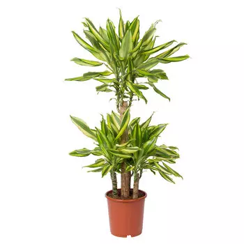 Драцена Orangery drac.fr.goldencoast 11/50