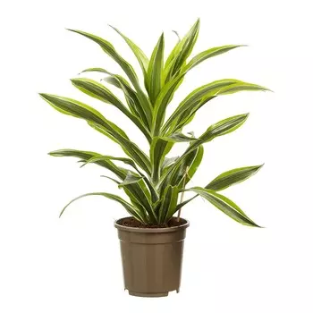 Драцена Orangery drac.fr.lemon lime 17/60