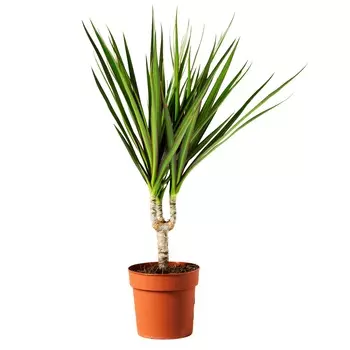 Драцена Orangery drac.marginata 21/120 3pp