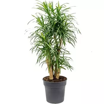 Драцена Orangery dracaena reflexa anita 21/90