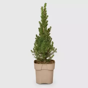 Ель Picea Glauca Conica 17/30 см