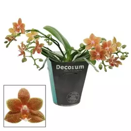 Фаленопсис Orangery phal burgundy mix 12/70