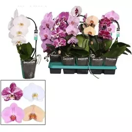 Фаленопсис Orangery phal cascad budget mix12/50