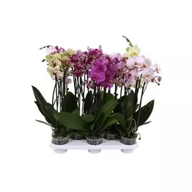 Фаленопсис Orangery phal. Mix12/60 2pp