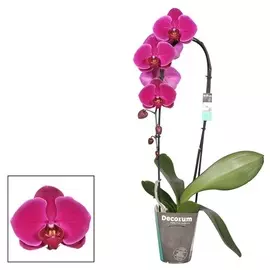 Фаленопсис Orangery phal purple cascad mix 12/60