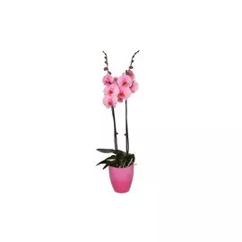 Фаленопсис Orangery phal.royal pink 12/65