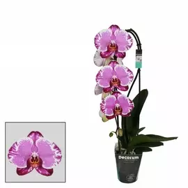 Фаленопсис Orangery phal sacrifice cascad 12/60