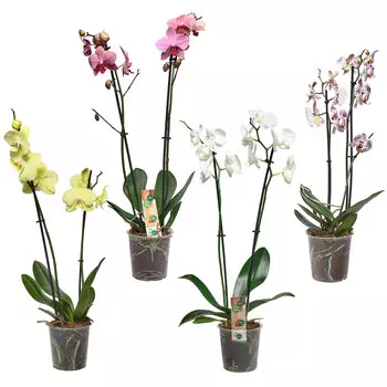 Фаленопсис Orangery phal. Scenza 12/60 1pp