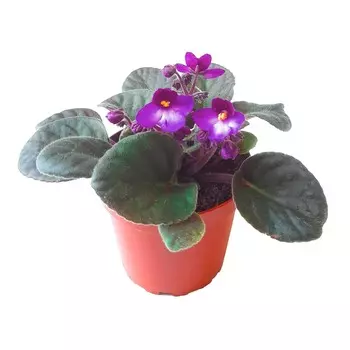 Фиалка Orangery saintpaulia mix 9/15