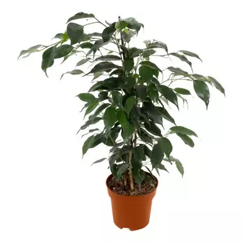 Фикус Gk ficus benj.danielle 12/50 tr