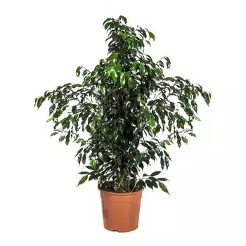 Фикус Gk ficus benj.danielle 17/60 tr