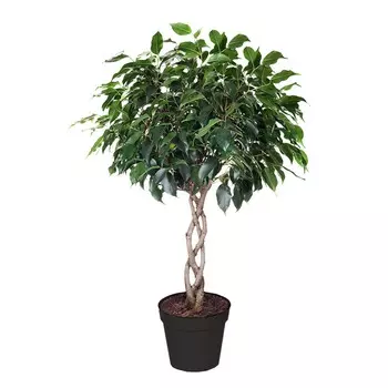 Фикус Gk ficus columna koker 30/130 tr