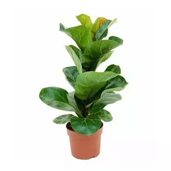 Фикус Gk ficus lyrata bambino 12/25 tr