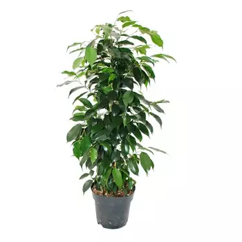 Фикус Orangery ficus benj.anastasia 14/60