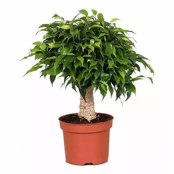 Фикус Orangery ficus benj.green kinky 12/30