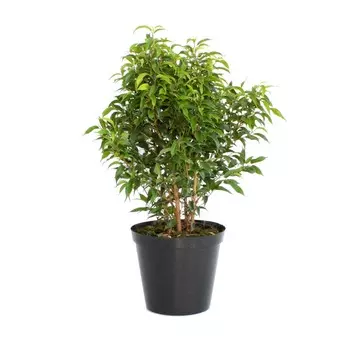 Фикус Orangery ficus benj.natasja 12/35