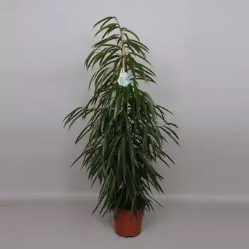 Фикус Orangery ficus binn alii 17/65