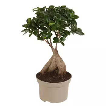 Фикус Orangery ficus micr. Ginseng 19/45