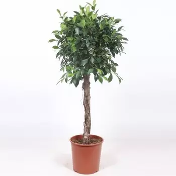 Фикус Orangery ficus nitida 55/250 st