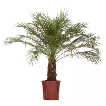 Финик Orangery phoenix roebelinii 24/100