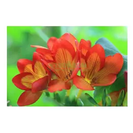 Фрезия Simple Pleasures Freesia Orange 10шт