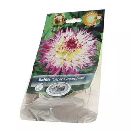 Георгина Simple pleasures caproz josephine 1шт