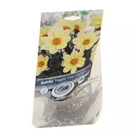 Георгина Simple pleasures happy days lemon 1шт