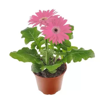 Гербера Orangery gerbera mix 12/25