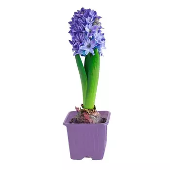 Гиацинт Orangery hyacinthus mix 7/10