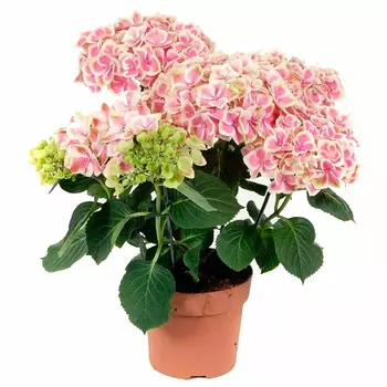 Гортензия Orangery hydrangea