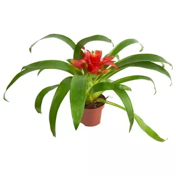 Гузмания Orangery guzmania blitz 9/40