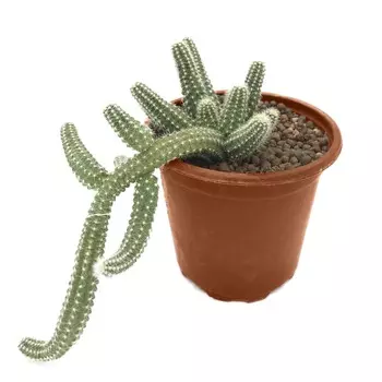 Хамецереус El chamaecereus silvestr.6/5 tr